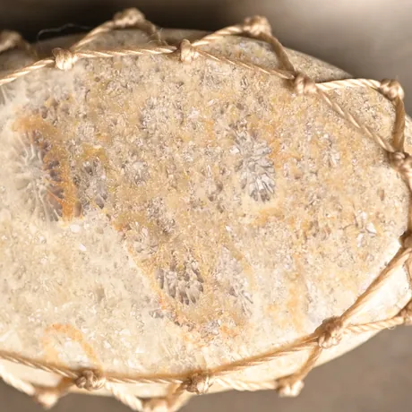 Fossil Coral