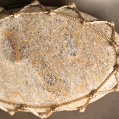 Fossil Coral