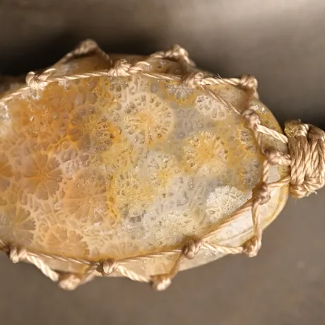 Fossil Coral
